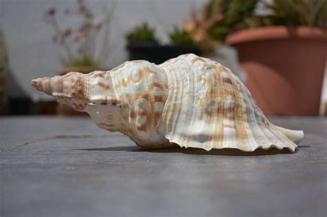 Shells Sea Ocean Free Photo On Pixabay Pixabay
