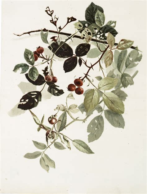 10 Botanical Berry Branch Images Holidays The Graphics Fairy