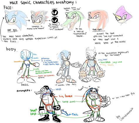 Male Sonic Characters Anatomy By Drawloverlala On Deviantart Sonic