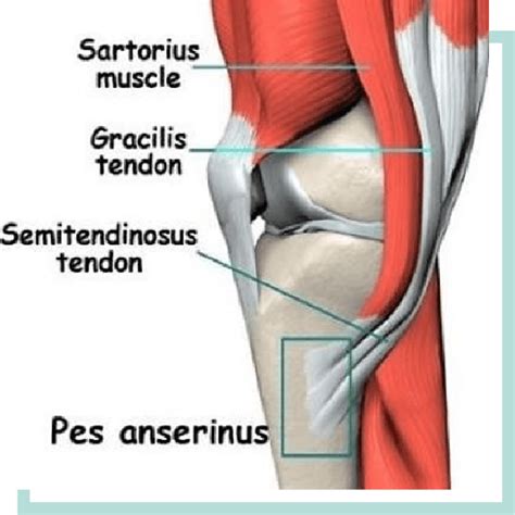 Pes Anserinus Tendino Bursitis What Are We Talking About The Best Porn Website