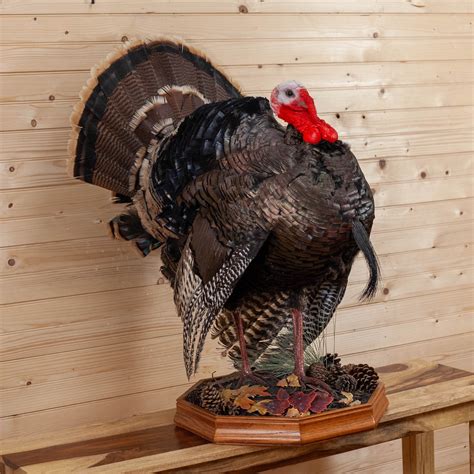 Excellent Full Strut Turkey Taxidermy Mount Gb4080 Etsy