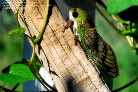 Bugfiles Pictures Superb Cicada Superb Dog Day Cicada Tibicen