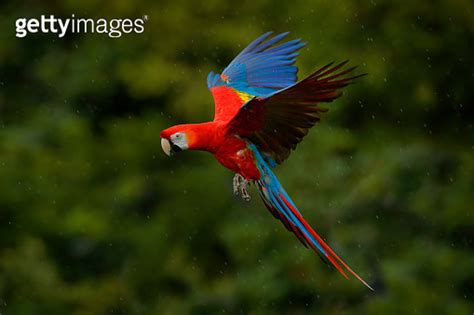 Parrot Flight Red Parrot In Rain Macaw Parrot Fly In Dark Green