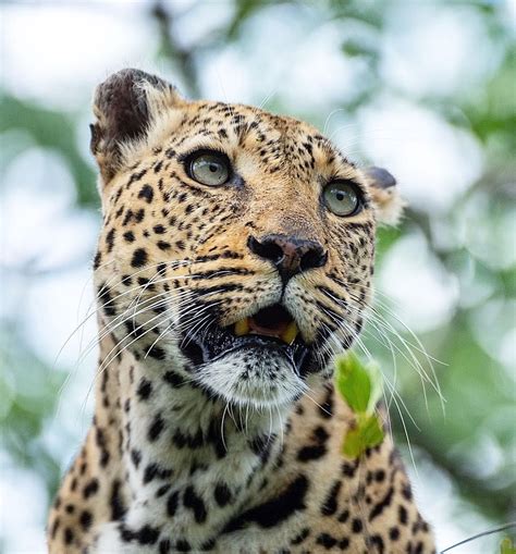 The Twinspot Female Leopard A True Legend And Grand Old Lady