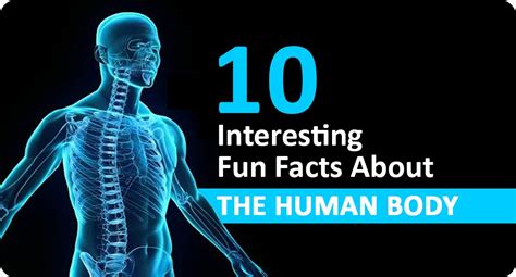 10 Interesting Fun Facts About The Human Body Local Verandah