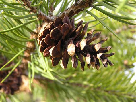Pine Tree Fruit Name Screw Pine Pandanus Fruit Ambergris Caye