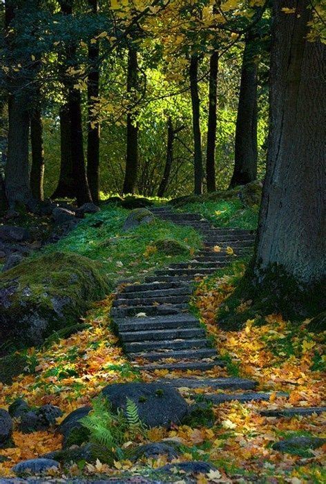 Astonishing Photos Of Paths In The Forest Nature Forest Path Landscape
