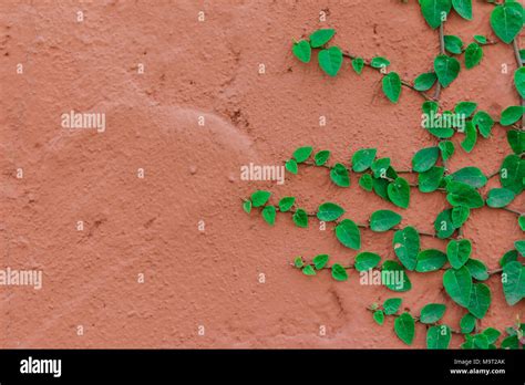 Green Creeper Plant Growing On Red Cement Wall Stock Photo Alamy