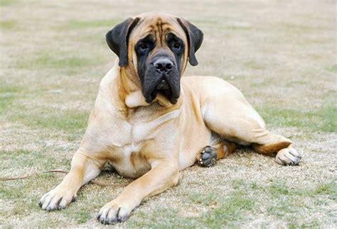 7 Giant Dog Breeds That Are Seriously Impressive To Look At