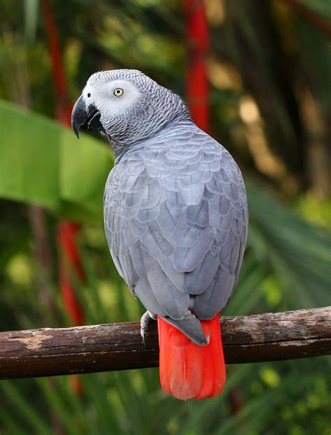 African Grey Parrot African Grey Parrot Parrot African Grey