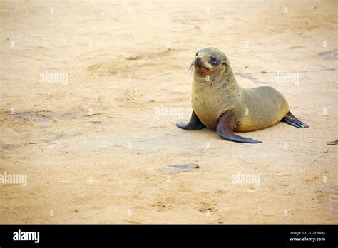 Cute Baby Sea Lion In Namibia Stock Photo Alamy