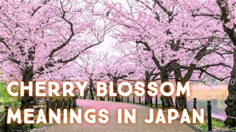 Cherry Blossom Meanings In Japan About Japan Youtube