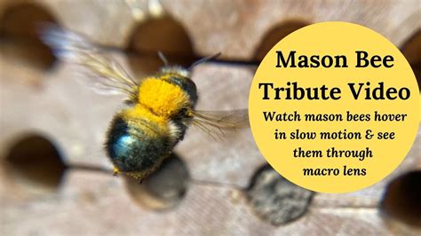 Tribute To Pollinators And Mason Bee Lovers Youtube