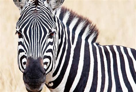 Jose E Hernandez World The Color Of Zebras