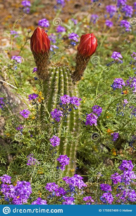 California Torch Cactus From The Sonora Desert Stock Image Image Of