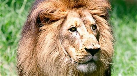 How to contact home leone's ristorante and pizzeria? La sobrecogedora historia de los leones devoradores de ...