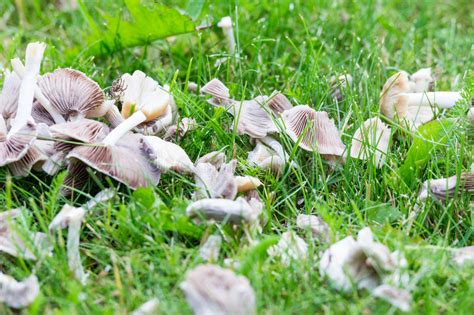 White Mushrooms On Garden Grass Stock Photo Image Of Collect Herbage