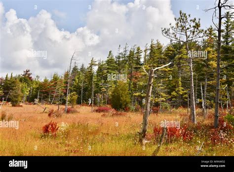 Scenic Landscape Of Spruce Flats Bog In The Laurel Highlands Stock