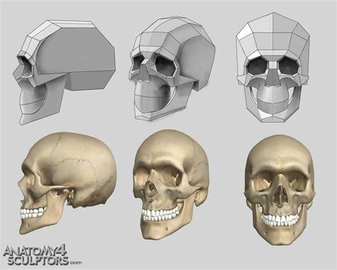 Simplified Planes Of Skull Skull Anatomy Skull Reference Anatomy