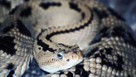 Facts About A Rattlesnakes Life Cycle Animals Momme