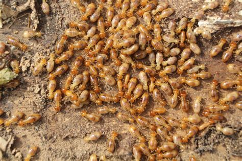 I called putnam pest control and they called me back right away. County Termite & Pest Control Inc.