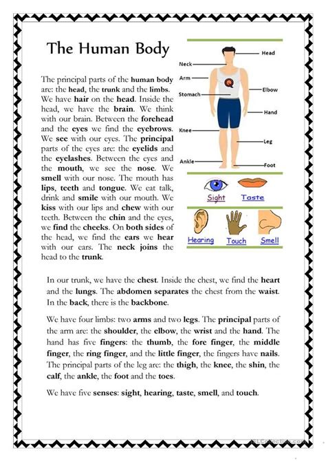 The Human Body English Esl Worksheets For Distance Learning And
