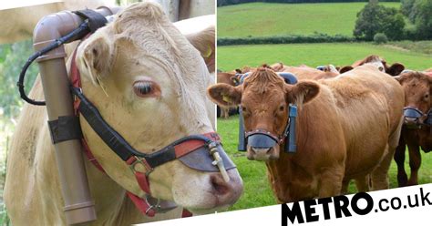 Cow Burps To Be Measured To Make Farming Greener Metro News