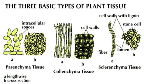 Biology Topics Permanent Tissues