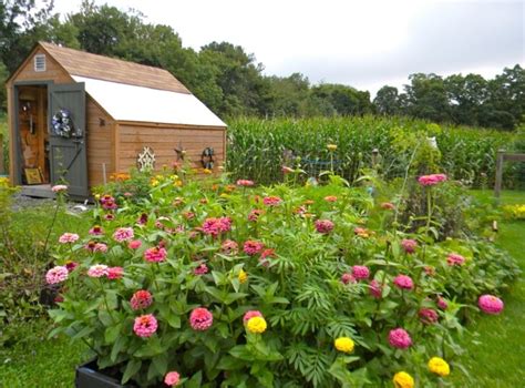 Pams English Cottage Garden Award Winning Zinnias In Kitchen Garden