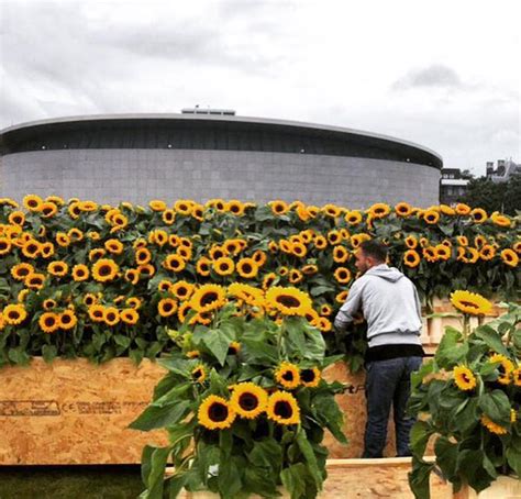 Paul gauguin, van gogh painting sunflowers, 1888, oil on canvas, 73 x 92 cm, van gogh museum, amsterdam, the netherlands. 125,000 sunflowers labyrinth celebrates Van Gogh - GardenDrum