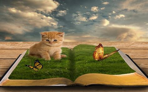Hd Kitten On A Book Wallpaper Download Free 121540