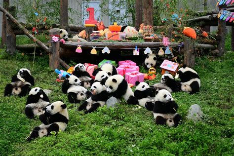 18 Panda Cubs Have Birthday Party In Sichuan Cn