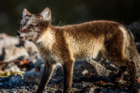 10 Facts About The Arctic Fox Part I Sweet Enough