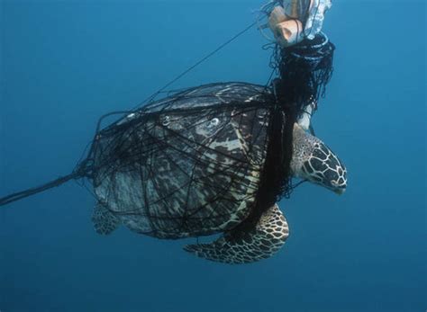 Turtles Are Under Threat From Plastic Pollution Nature News