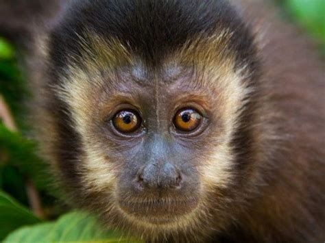 Macaco Prego Foge De Queimadas E Está Perdido Na Região Da Rodoviária