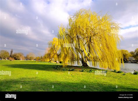 Yellow Willow Tree