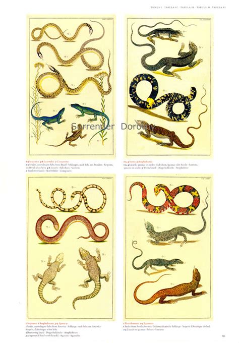 Lizards And Snakes Seba Herpetology Natural History Lithograph Etsy