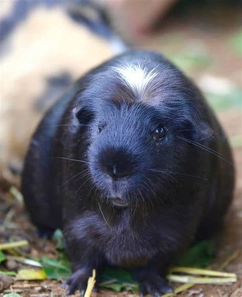 Introductory Care For Cavies Guinea Pigs The Open Sanctuary Project