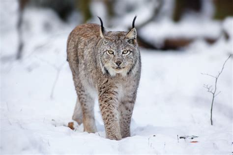 Hd Cats Lynx Animals Winter Snow Hd Desktop Wallpaper Download Free