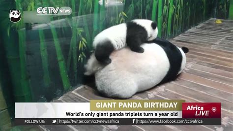 Worlds Only Giant Panda Triplets Turn A Year Old Youtube
