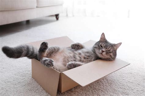 Why Do Cats Love Boxes A Comprehensive Guide To The Mystery Of Why