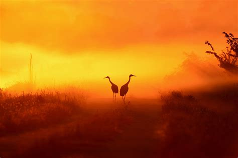 1278x768 Africa Birds Sunset Silhouette Wallpaper Coolwallpapersme