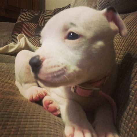 Introducing Lexie The Cutest Pitbull Around Aww