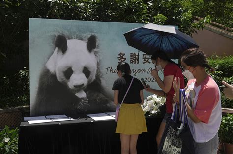 Worlds Oldest Male Giant Panda Dies In Hong Kong