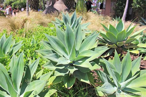 Text of cactus y otras suculentas.pdf. Aprender e Apreender: AMO FLORES VIIII- PLANTAS SUCULENTAS ...