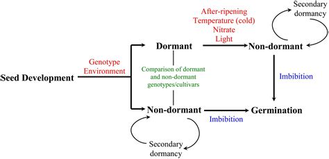 Frontiers Functional Genomics Of Seed Dormancy In Wheat Advances And