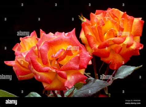 Rose Rosa Lynch Rosaceae Stock Photo Alamy