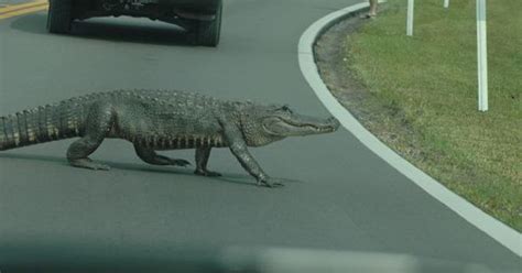 Alligator Crossing Road Stops Sanibel Traffic