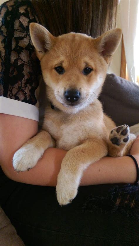 If you look online for puppy schedules, you can easily become. Shiba Inu 8 weeks old So cute! | Cute baby animals, Cute ...