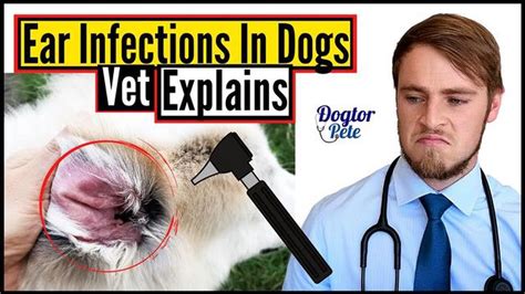 Understanding Excessive Earwax In Dogs Causes And Solutions